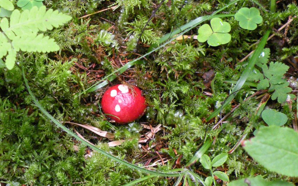 Potrebbe essere Russula emetica?